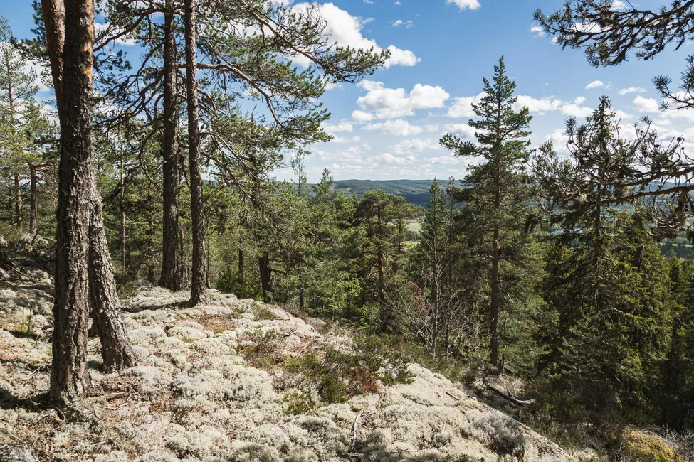 Klicka för att förstora