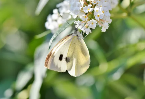 Två arter av dagfjärilar kan ha försvunnit från Sverige