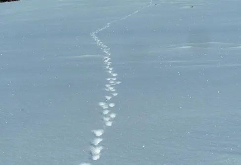 Påsktur i ljuvligt Jämtlandsväder