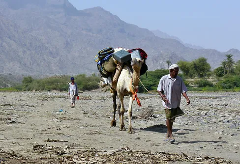 Expedition Jemen Med Kamel: Färden Genom Wadi Zabid