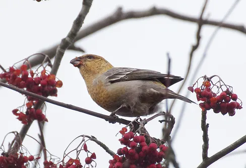 Tallbiten - höstens fågelsnackis