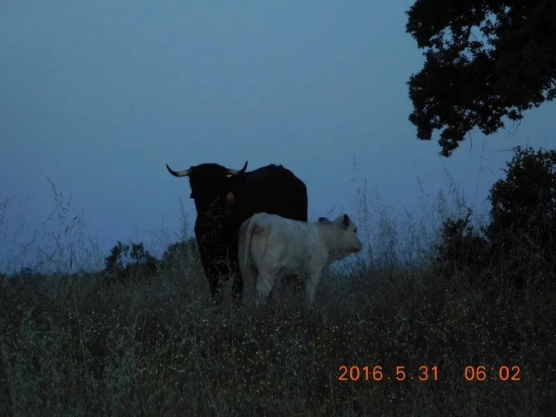 Klicka för att förstora