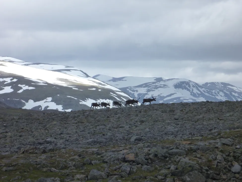 Klicka för att förstora