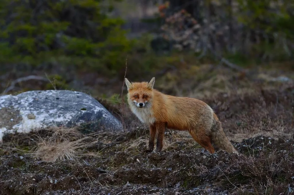 Klicka för att förstora