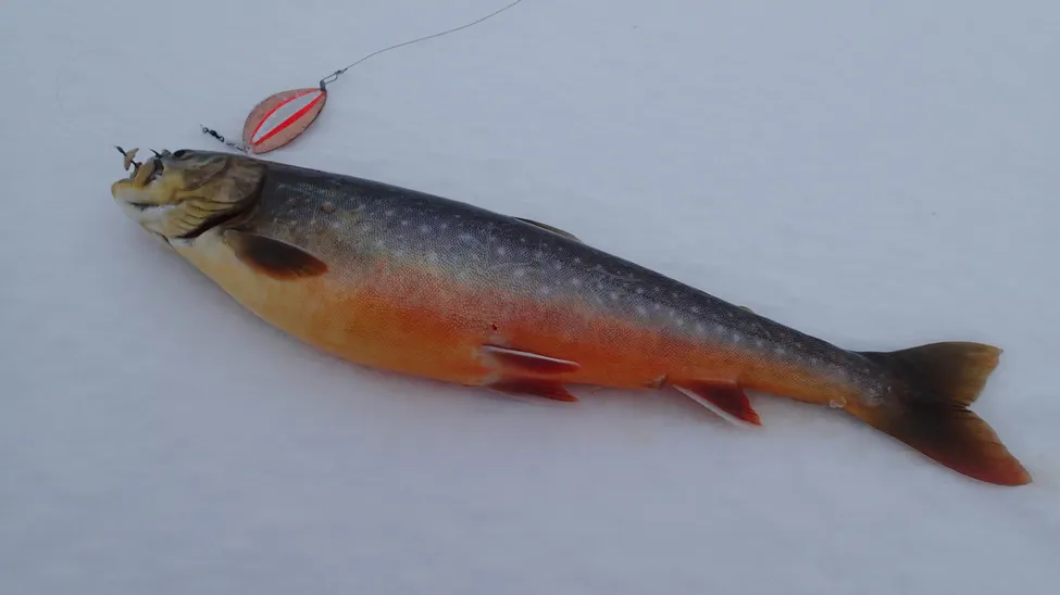 Klicka för att förstora