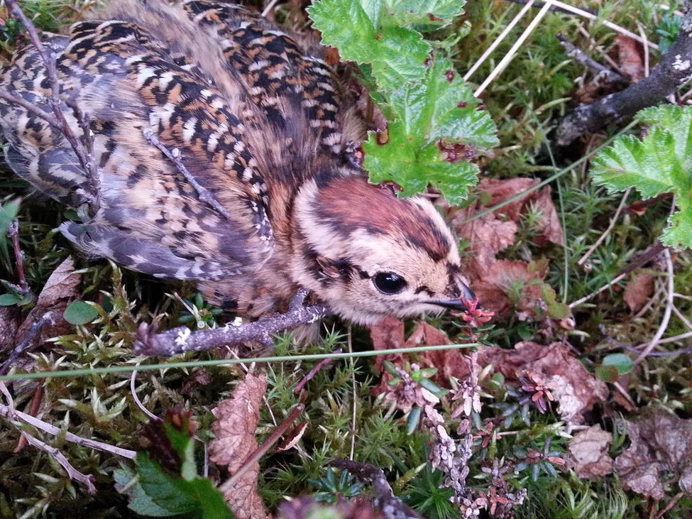 Klicka för att förstora