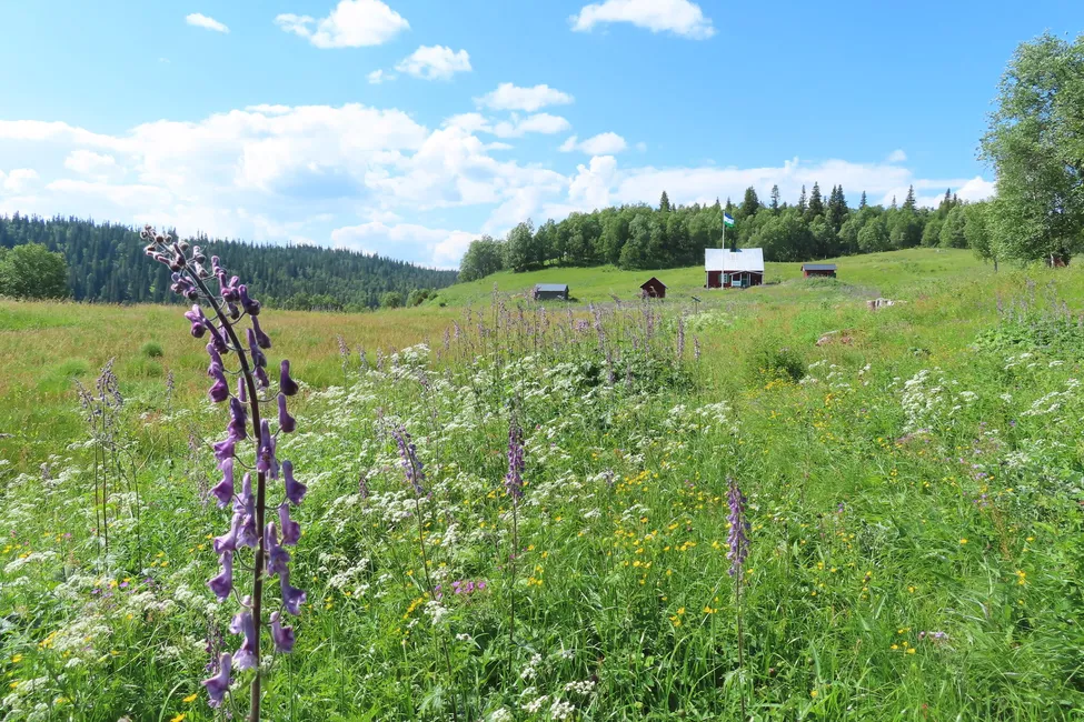 Klicka för att förstora
