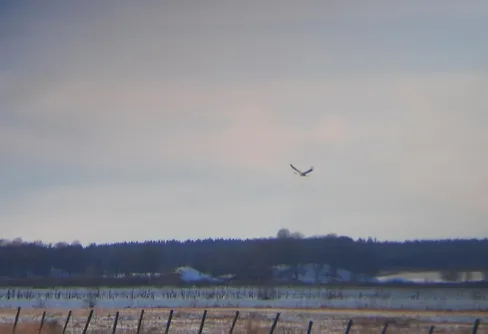 Första tranan sedd vid Hornborgasjön