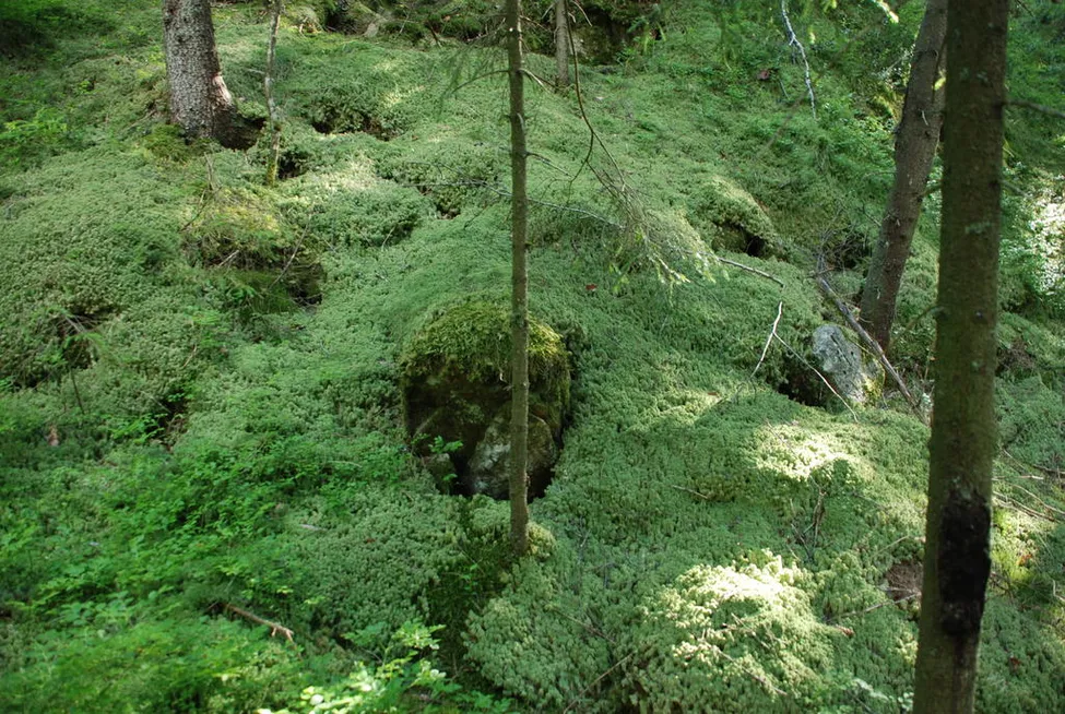 Klicka för att förstora