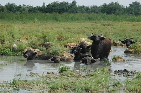vattenbuffel vattenbuffel