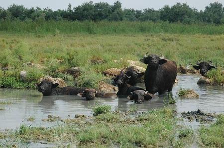 vattenbuffel