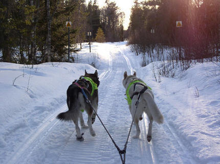 rayon och chinook