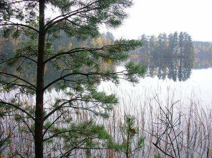Näsnaren