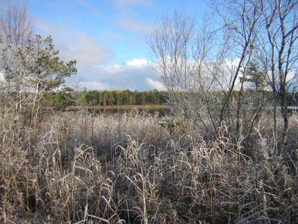 Efter första snöfallet, Stora Agnsjön, Florarna Efter första snöfallet, Stora Agnsjön, Florarna