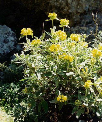 Phlomis