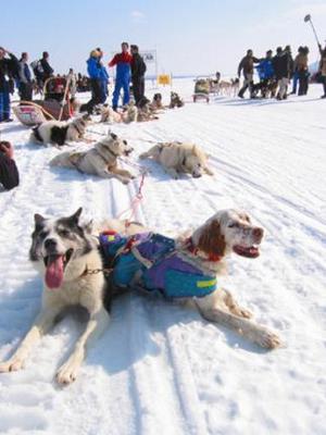 Jag ÄR ingen Husky! Jag ÄR ingen Husky!