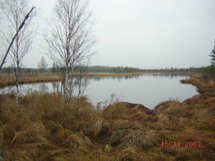 Gråmurrig dag vid Risö trusk, Florarna Gråmurrig dag vid Risö trusk, Florarna