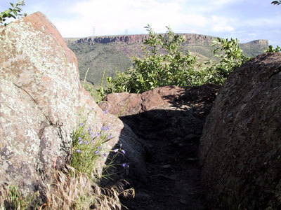 Golden Cliffs - blommor