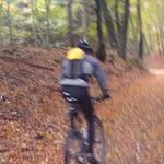 Cykling i höstfärgad bokskog
