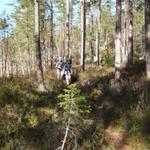Vandring genom skogen