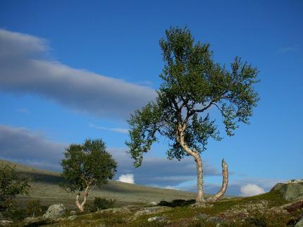 Blå himmel