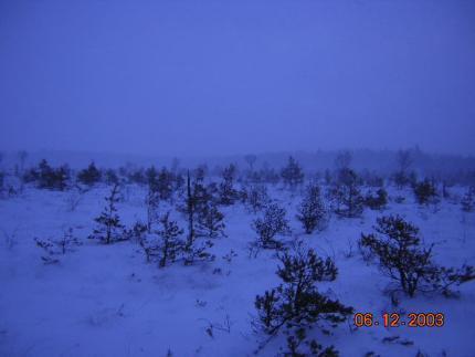 Snöstormen drar in över mossen Snöstormen drar in över mossen
