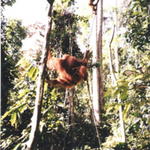 Orangutanger....