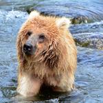 Alaska 2016 Grizzlyunge, Brooks Falls, Katmai