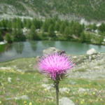 Zermatt . Alpblomma med insekt