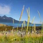 Uløya