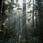 Redwood skog