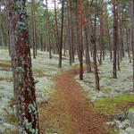 Skog