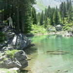 Schweiz - Kandersteg -Arvenwald 2