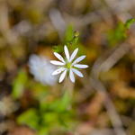 Liten men vacker blomma i Kungshamn-Morga