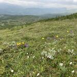 På Mesklumpen i jakt på fjärilen blomvisslaren.