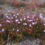 Lappljung (Phyllodoce caerulea)