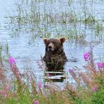 Alaska 2016 Grizzlyhona, Brooks Falls, Katmai