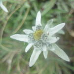 Edelweiss