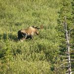 Hälge på promenad i Denali