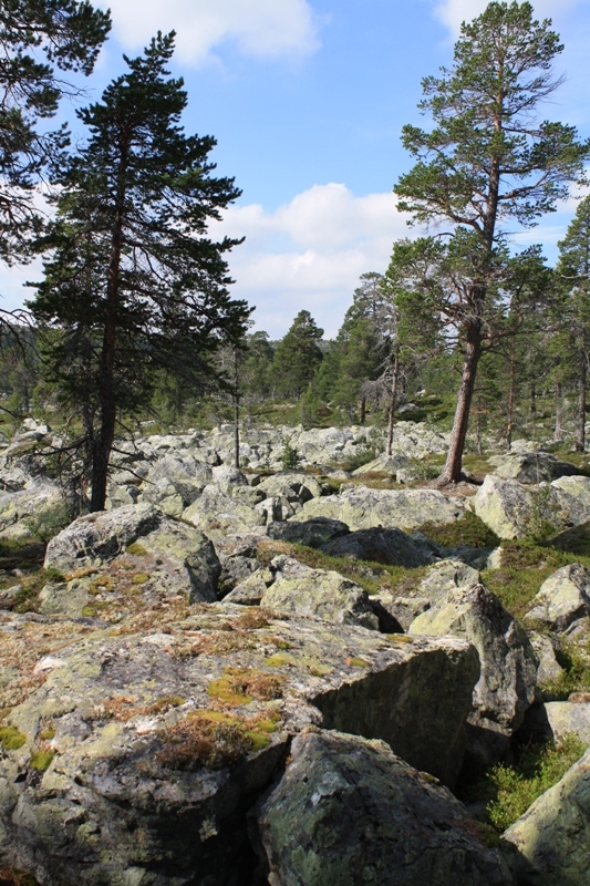 Bild Töfsingdalens nationalpark Utsidan