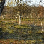 Möte med en järv på 20 meters håll tyvärr blev det bara en liten svart prick.