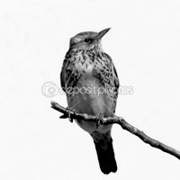 1-dep_5404665-Fieldfare-isolated-on-white-background-Turdus-pilaris.jpg