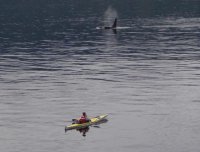 Kajakoorca.jpg