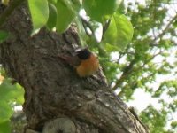 Bird 2009-06-07.jpg