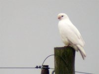 DSCN6718_vit_ormvråk_600.jpg