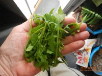 DSCN5386 italiensk ruccola.JPG