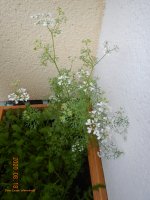 DSCN5399 balkongodling italiensk ruccola å blommande bladkoriander .JPG