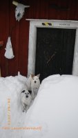 097 slungudden snörik vinter tösa timjan vill in.JPG