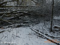 DSCN7689 storm rasade träd över stig ÖB-skogen norrk..JPG