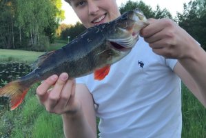 pb36cm.jpg